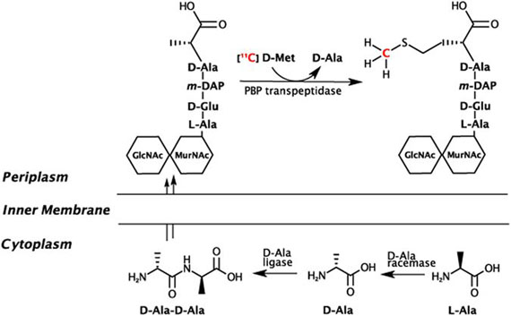 Imaging Active Infection in vivo Using D-Amino Acid Derived PET Radiotracers