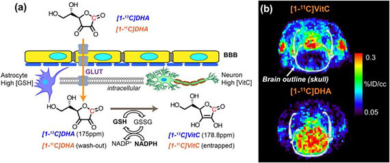Ascorbate-based sensors for imaging the redox status of tumors using hyperpolarized 13C MR spectroscopy and PET