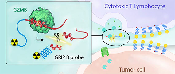 In vivo measurement of granzyme proteolysis from activated immune cells with PET