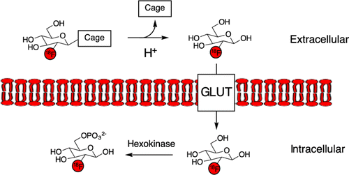 Caged 18F-glycosylamines for imaging acidic tumoral microenvironment using positron emission tomography