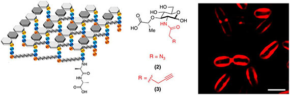 Small molecule sensors targeting the bacterial cell wall