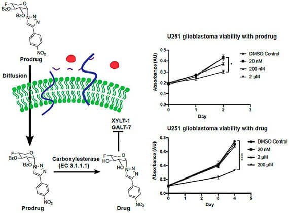 Synthesis and screening of a-xylosides in human glioblastoma cells.