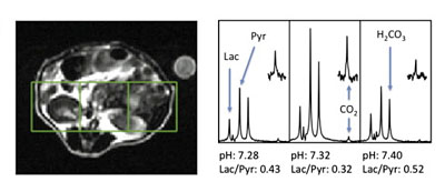 Multi-compound polarization by DNP allows simultaneous assessment of multiple enzymatic activities in vivo.