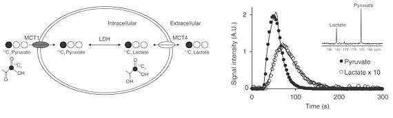 Hyperpolarized 13C pyruvate MR reveals rapid lactate export in metastatic human renal cell carcinoma cells
