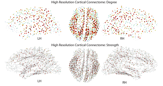 cortical connectome