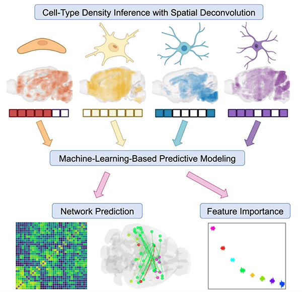 Graphical Abstract of Spatial cell-type enrichment predicts mouse brain connectivity from Dr. Ashish Raj’s lab.