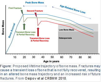 Systemic Bone Loss Following Fracture in Humans chart
