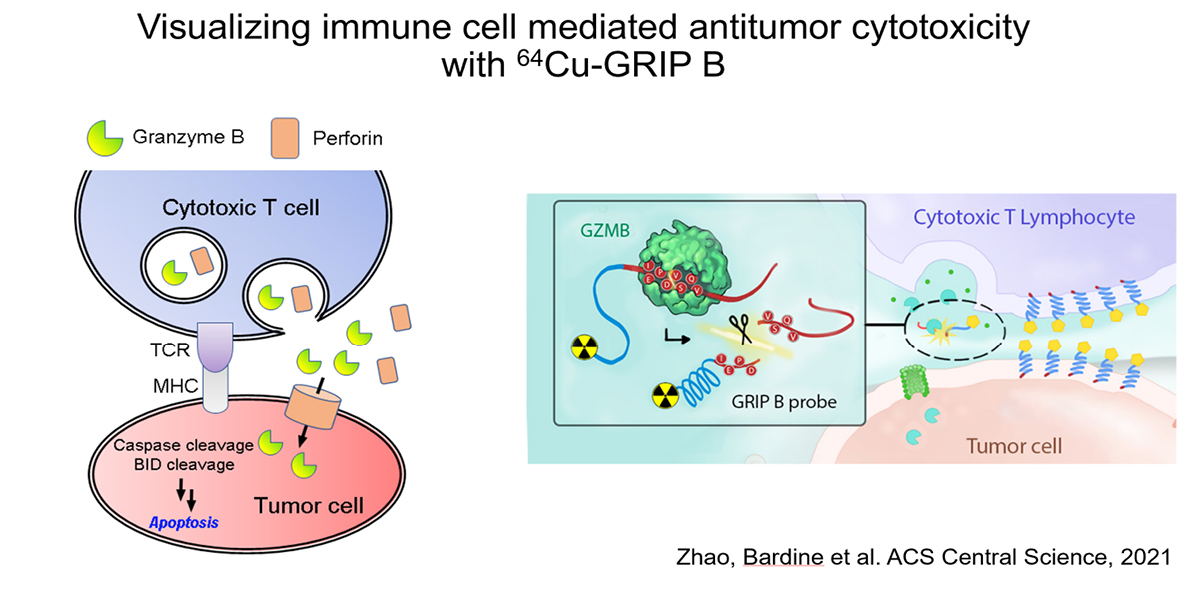 Visualizing immune cell mediated antitumor cytotoxicity with 64Cu-GRIP B