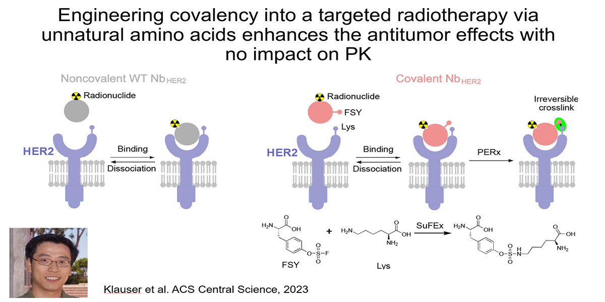 Engineering covalency into a targeted radiotherapy via unnatural amino acids enhances the antitumor effects with no impact on PK
