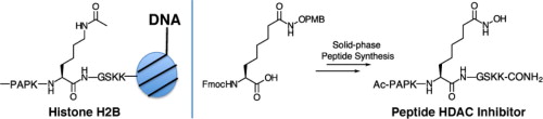 Solid phase synthesis of hydroxamate peptides for histone deacetylase inhibition