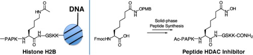 Solid phase synthesis of hydroxamate peptides for histone deacetylase inhibition