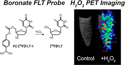 A boronate-caged 18F-FLT probe for hydrogen peroxide detection using positron emission tomography